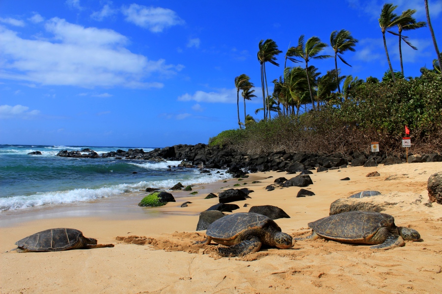 Hawaii Outdoor Adventures Basking with Sea Turtles on the North Shore's Turtle Beach near Kahuku Point